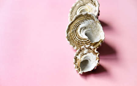 Spa background, natural seashells on pink background. の写真素材