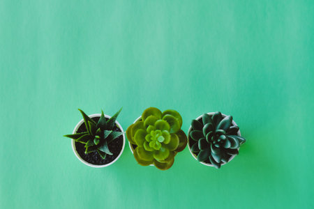 Mix of artificial succulents on warm green background. の写真素材