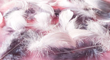 Pastel pink and gray feather pattern textured background. Trendy festive concept.の写真素材