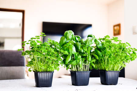 Healthy food clean eating, green fresh parsley and basil plants on gray concrete background top view flat lay.の写真素材