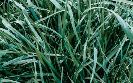 Green fresh grass with rain water drops background. Spring and summer outdoor concept. 
