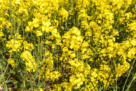 Beautiful yellow rapeseed flowers field and vibrant blue sky. Nature, colorful landscape. の写真素材