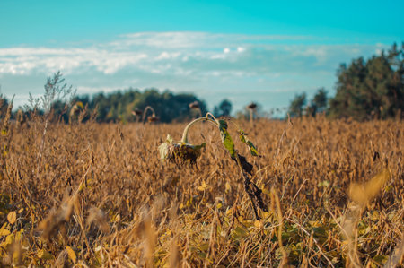 dried sunflower alone in a field