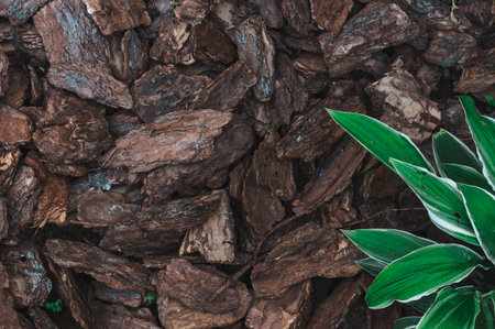 Natural background from brown pieces of wood chips from pine bark for gardening or natural themes....