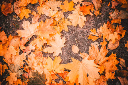 Maple leaves lie on the stone blocks in the park. The cold season of autumn. Time before halloween. The concept of the autumn period. Copy space.の写真素材