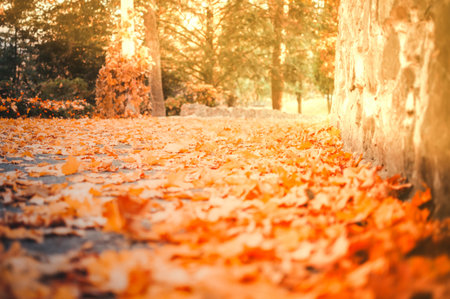Fallen Yellow maple leaves lie on the road in the park close-up. In the background, birches and...