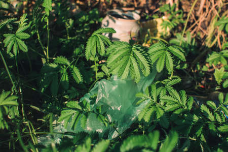 plastic waste, glass, ceramics and rubbish in the forest. Environmental pollution. Environmental issue and disaster. Go Green, Zero Waste, Save the Planet, Earth Day, No Plastic, Recycling Conceptの写真素材