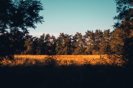 Sunset on a field with wheat or rye in September in the harvest season with cloudy sky background. The field is surrounded by coniferous forest. Beautiful landscape on the farm.の写真素材