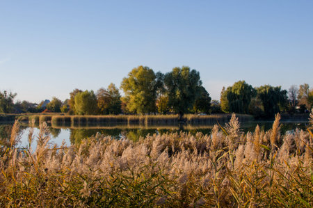 Autumn landscape on the lake. The rural sky of nature river clouds landscape and dry yellow reeds....
