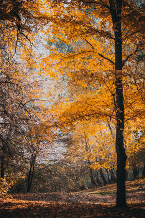 Autumn forest landscape with colorful trees in the park. Golden trees, the ground is strewn with leaves, gloomy sky. The concept of the onset of autumn.の写真素材