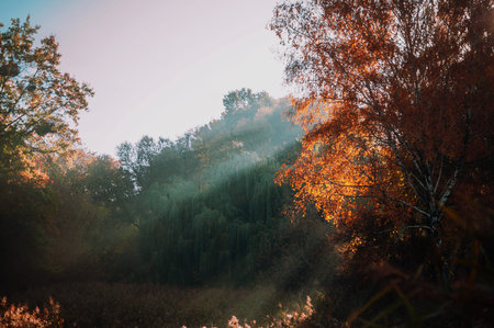 Fresh yellow leaves in the forest framing the sun in the middle and forming rays of light. Morning in the forest in the sun. The concept of the onset of autumn.の写真素材