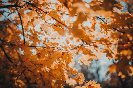 beautiful autumn leaves of yellow oak closeup. Autumn landscape background. Autumn abstract background with gold oak. Autumn nature forest background for design.の写真素材