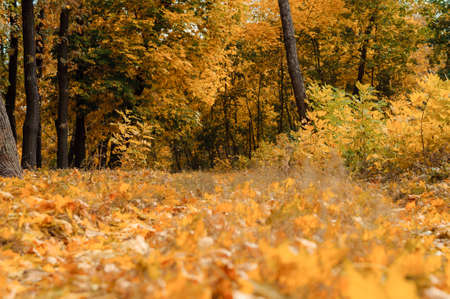 Autumn sunny landscape. Road to yellow forest. Autumn park of trees and fallen autumn leaves on the ground in the park on a sunny October day.の写真素材