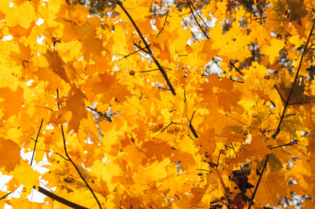beautiful autumn leaves of yellow maple closeup. Autumn landscape background. Autumn abstract...