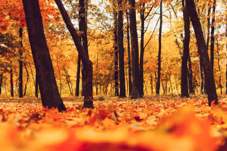 Autumn sunny landscape. Road to yellow forest. Autumn park of trees and fallen autumn leaves on the ground in the park on a sunny October day.template for design.の写真素材