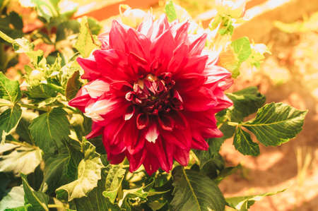 Beautiful full round dark purple blooming dahlia flowers in the autumn sunshine. Beautiful background of autumn flowers, template for design. Copy space.の写真素材