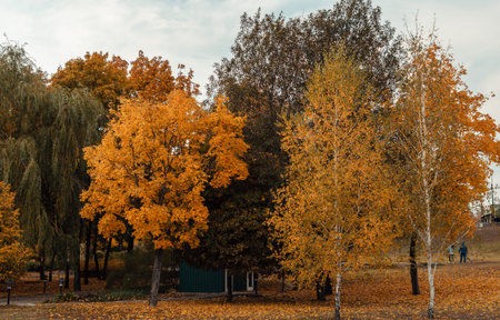 Trees in the park in autumn with colorful leaves. October sunny day. Concept of the autumn harvest...