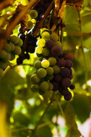 White and blue grapes growing on a vine for wine production. Ripe crop ready for harvest on a sunny...