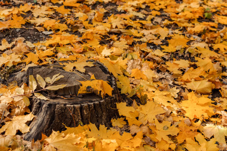 natural view of a stump and yellow maple leaves in the autumn forest. Wooden stump with autumn...