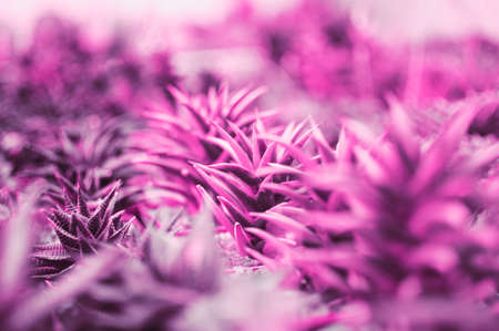 Trendy neon purple background with colorful succulent plants with copy space.の写真素材