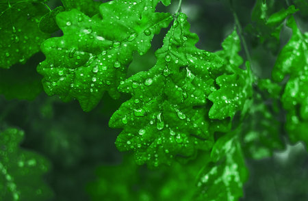 oak leaves on a branch with drops after rain. Natural background and layout for design.