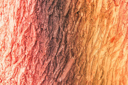 Macro photo of a pine bark. Image of red brown bark texture background. Toning in warm colors. Place for text and layout for design.の写真素材