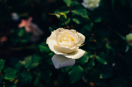 White rose flower on a bush against a background of blurry green leaves in the garden. Nature: Valentines Day Symbolの写真素材