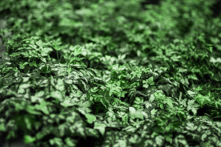 Plant in color Neo Mint. Juicy tones in a new mint color. Abstract light green background with vibrant colors. Copy space. mockup for designの写真素材