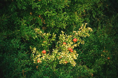 Fruit trees ripe pomegranates top view. Harvest concept. Sunset light. Soft selective focus, place for text.の写真素材