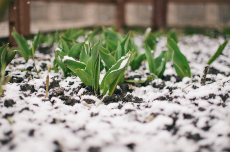 Tulips sprout from the ground through white snow in the chill of springtime. Tulip leaves are...