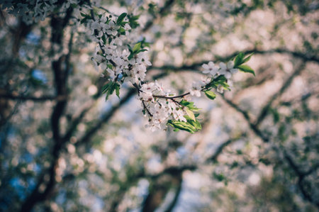 Apricot tree flowers with soft focus. Spring white flowers on a tree branch. Template for design....