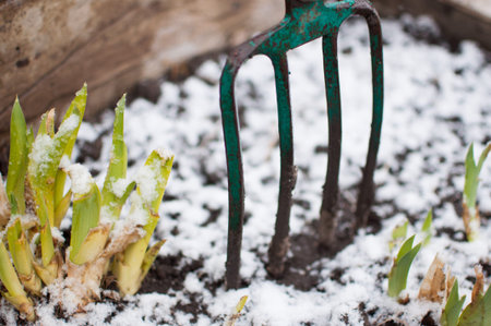 Sprouts of irises in early spring under the snow. Forks in the ground stand next to the flowers....