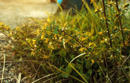 bush of green juicy grass on a summer evening at sunset. Grass in the warm sunshine. Template for...