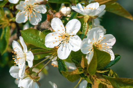 Flowering branches of apple trees in early spring. Flowers on a fruit tree in the garden. Spring...