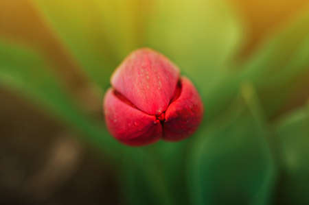 Red blossomed tulips wound in the spring. Flowers in the garden for Women's Day or Mother's Day. Template for design.の写真素材