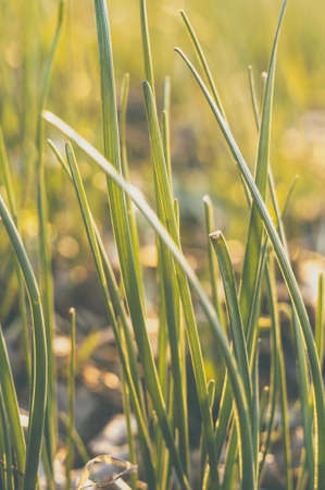 green background of fresh spring grass. Uncut lawn in the garden in the sun. succulent grass for, template for design. copy space.の写真素材