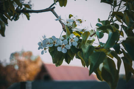 Abstract spring seasonal background of blooming white cherry. The season of the arrival of spring and warmth. Template for design. Copy space.の写真素材