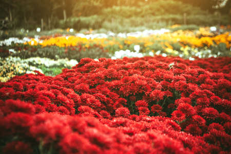 Beautiful chrysanthemums in the garden. Flowers as a background picture. Chrysanthemum wallpaper. Japanese style. Autumn garden of chrysanthemums. Low point shooting. Selective focus.の写真素材