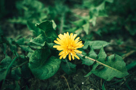 blooming yellow dandelion flowers Taraxacum officinale in garden on spring time. Detail of bright common dandelions in meadow at springtime. Used as a medical herb and food ingredientの写真素材
