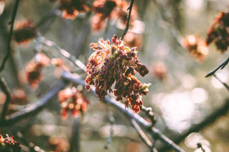 branches with red leaves in the sunshine at sunset. Template for design. Copy space.の写真素材