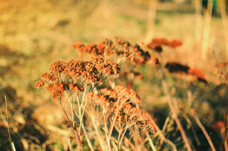 Dried flower of a yarrow in close focus under the sun. Warm autumn day in a rustic field. Medicinal plant in the fall.の写真素材