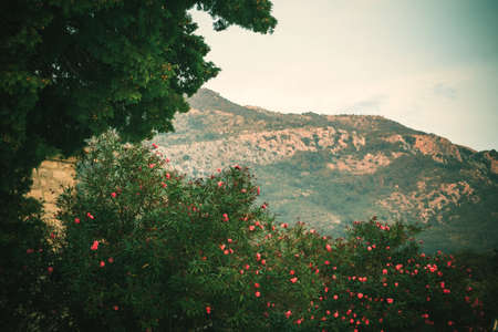Mountain view through trees and a flowering bush of pink jasmine flowers at sunset in the nebula. Template for design. Copy space.の写真素材