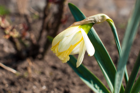 Macro photo of a daffodil in the sun. Flower daffodil with fluffy yellow petals. A bouquet of...