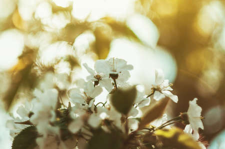 Abstract spring seasonal background of blooming white cherry. The season of the arrival of spring and warmth. Template for design. Copy space.の写真素材
