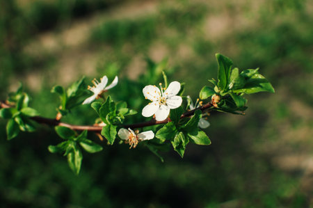 Apricot tree flowers with soft focus. Spring white flowers on a tree branch. Template for design. Apricot tree in bloom. Spring, seasons, white flowers of an apricot tree close-up.の写真素材