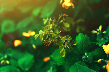 spring background with yellow flowers and green leaves in the sunshine. Template for design.の写真素材