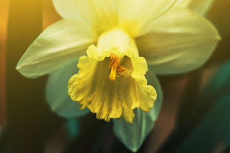 Macro photo of a daffodil in the sun. Flower daffodil with fluffy yellow petals. A bouquet of daffodils grows in the ground against a background of green leaves and plants.の写真素材