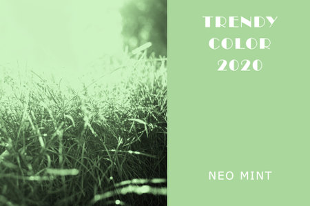 Neo Mint grassy lawn. Juicy tones in a new mint color. Abstract light green background with vibrant...