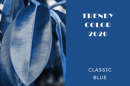 The color of the plant is classically blue. Juicy tones in trendy color. Copy space layout for design.The leaves of the host are tinted in a trendy classic blue. Top view, foliage card.の写真素材