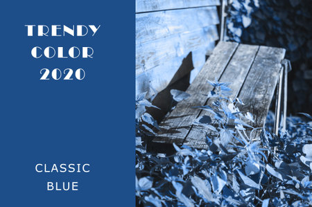 wooden bench or bench entwined with ivy in classic blue color. Juicy color tone in trendy color....